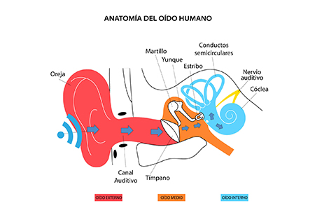 hiperacusia perdida auditiva causas